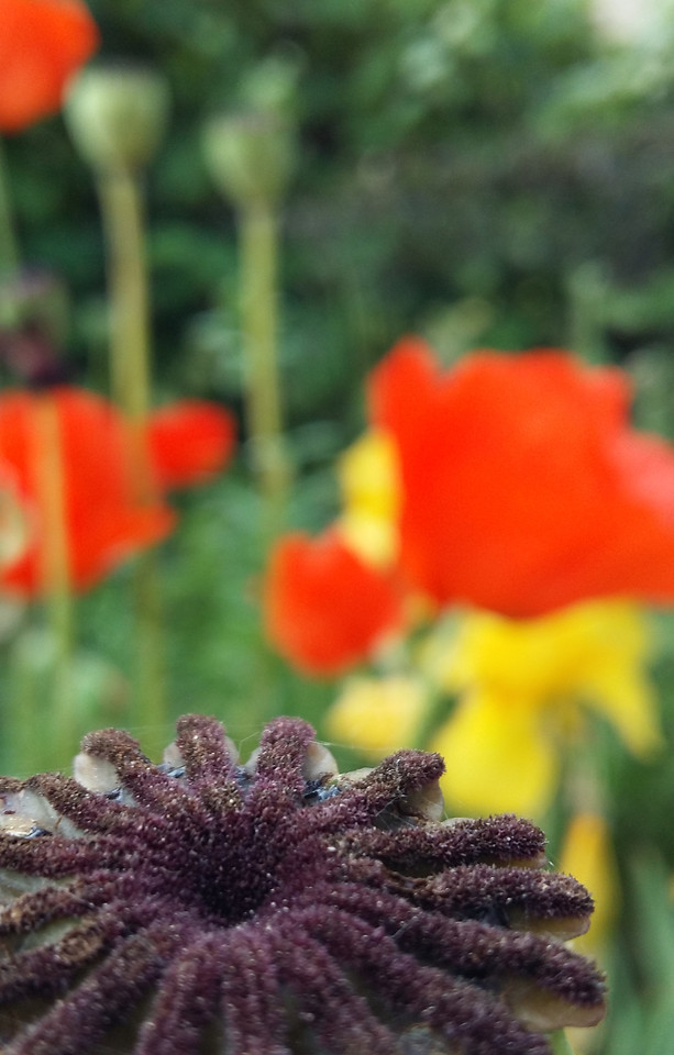 flower-garden-nature-flora-no-person picture material