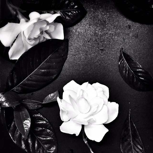 flower-petal-monochrome-rose-wedding 图片素材