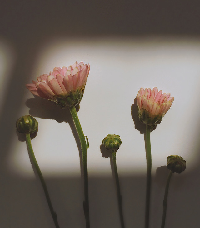 flower-no-person-nature-still-life-summer 图片素材