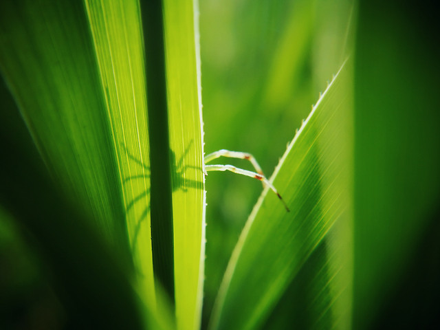 leaf-no-person-nature-flora-green 图片素材