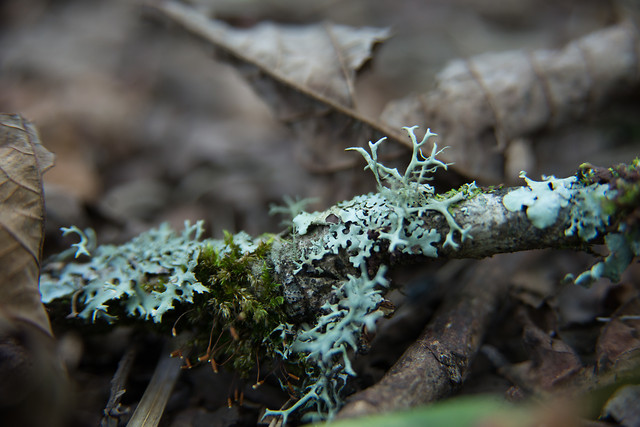 fall-nature-wood-fungus-moss picture material