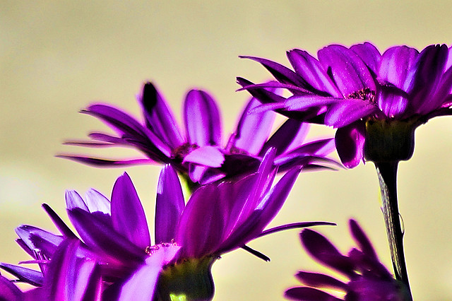 flower-nature-flora-garden-color 图片素材