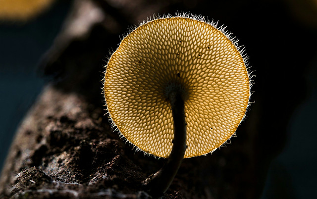no-person-nature-food-wood-invertebrate 图片素材