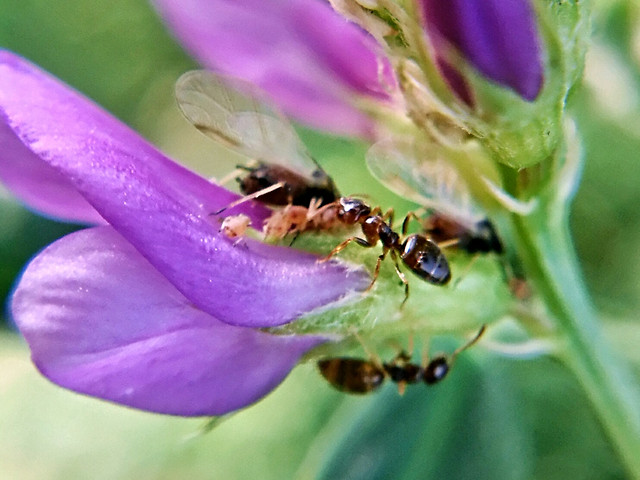 insect-nature-bee-flower-no-person picture material
