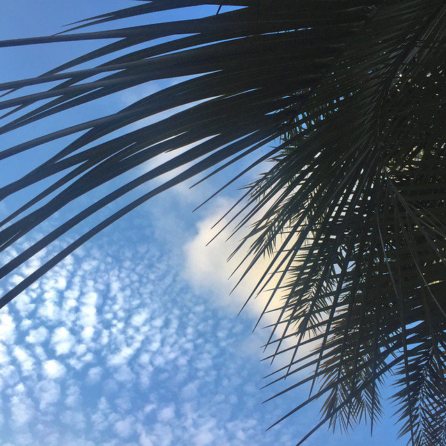 nature-no-person-summer-tree-tropical 图片素材