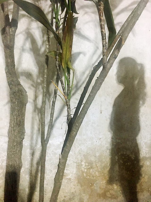 tree-branch-flora-painting-no-person 图片素材