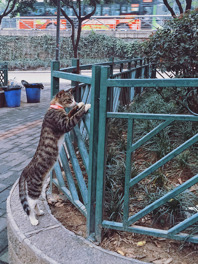 no-person-cat-outdoors-mammal-nature 图片素材