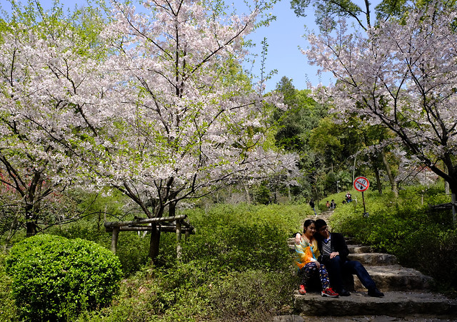 tree-landscape-flower-park-nature 图片素材