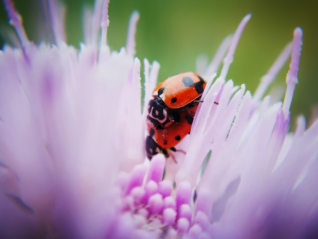 nature-flower-no-person-insect-ladybug 图片素材