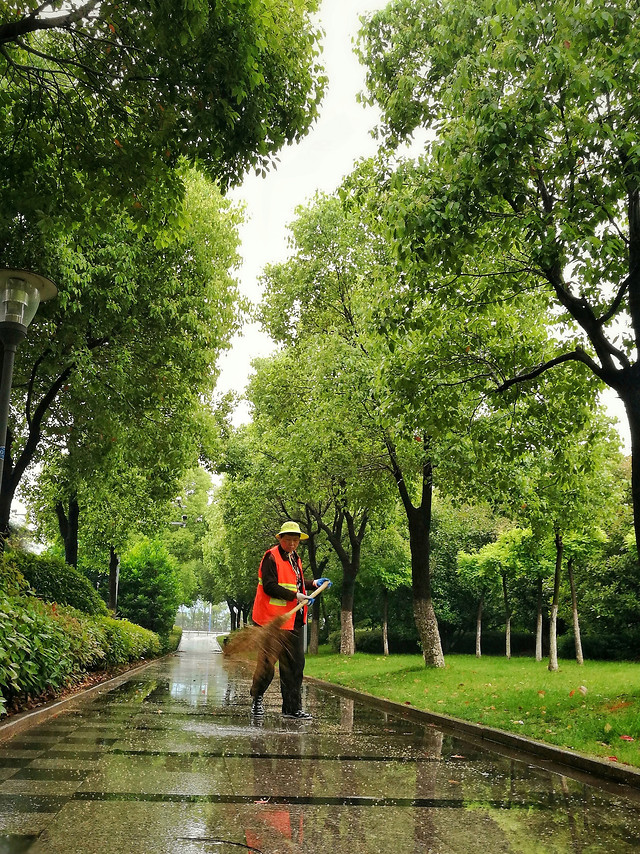 tree-nature-wood-park-green 图片素材