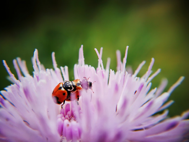 insect-flower-nature-bee-no-person 图片素材