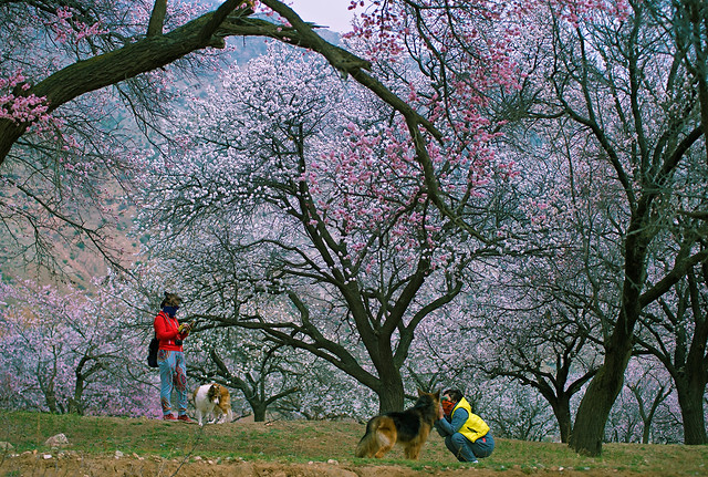 tree-park-landscape-flower-outdoors 图片素材