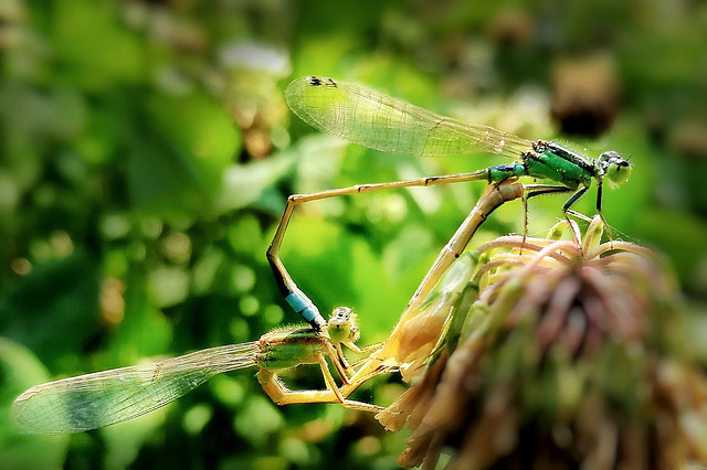 nature-insect-leaf-no-person-invertebrate picture material