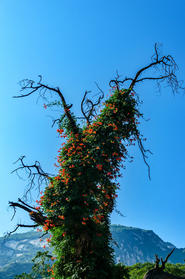 tree-nature-no-person-sky-branch picture material