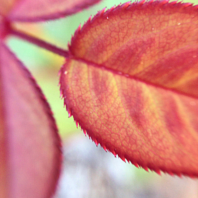 leaf-nature-no-person-flora-flower 图片素材