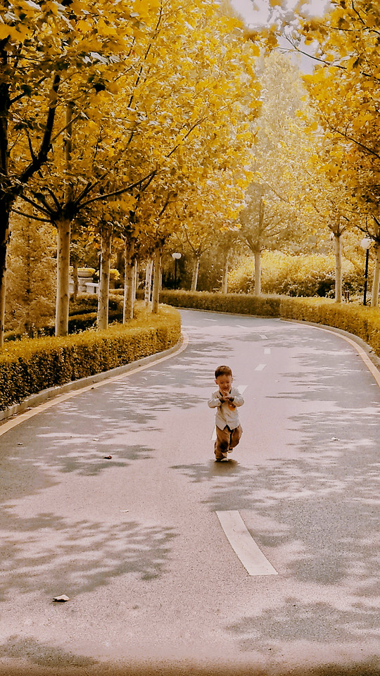 fall-tree-road-outdoors-leaf picture material