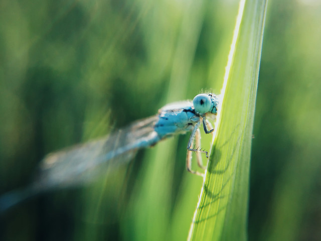 nature-insect-dragonfly-animal-garden 图片素材