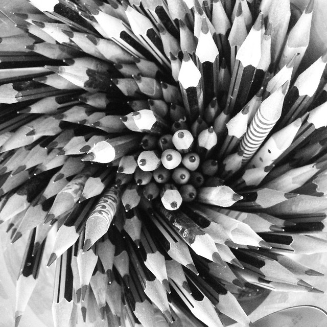 flower-black-and-white-monochrome-flora-no-person 图片素材
