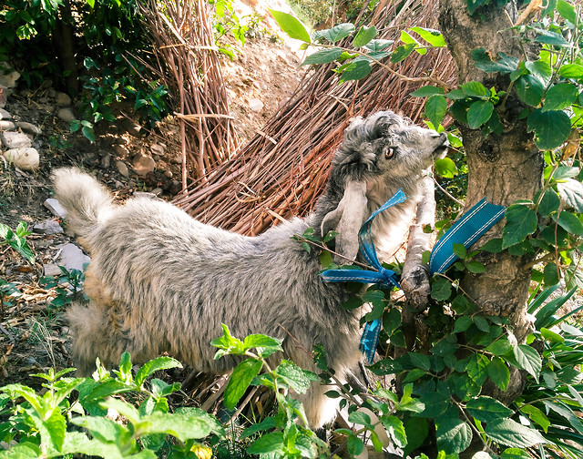 animal-mammal-nature-wildlife-zoo 图片素材