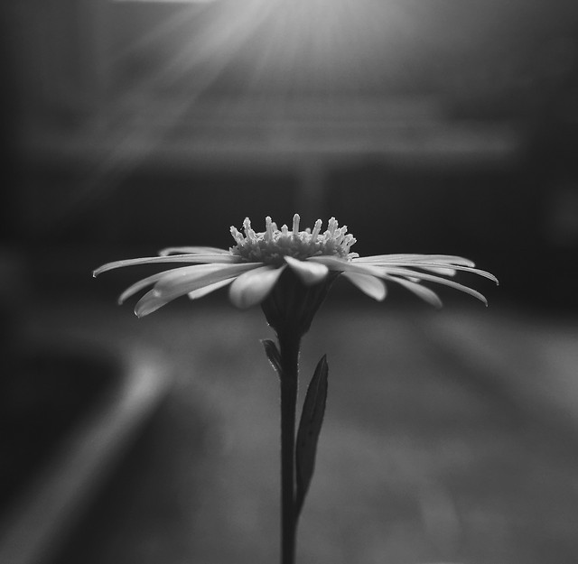 flower-dof-nature-no-person-black-and-white picture material