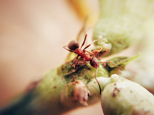 nature-food-no-person-insect-leaf 图片素材