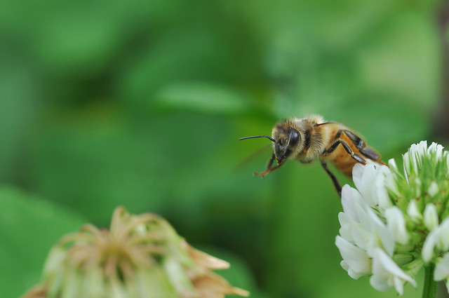 nature-no-person-flower-honey-bee-outdoors 图片素材