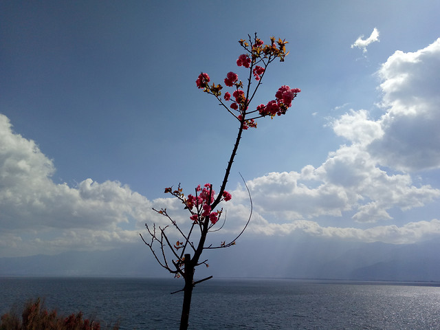 sky-no-person-nature-landscape-tree picture material