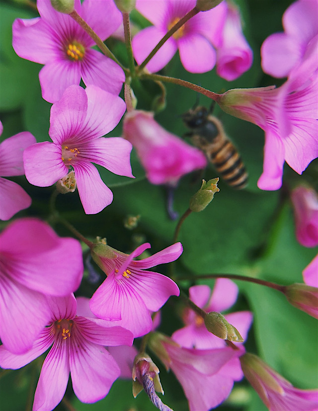 flower-nature-no-person-summer-leaf picture material