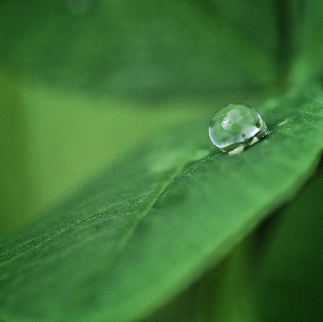 rain-dew-leaf-droplet 图片素材