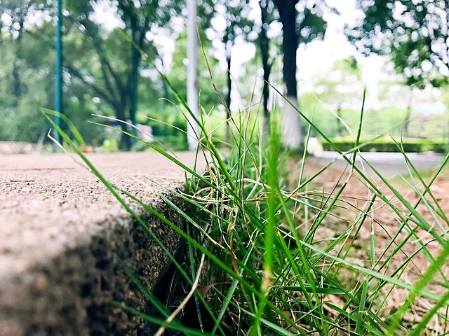 grass-nature-flora-leaf-field picture material