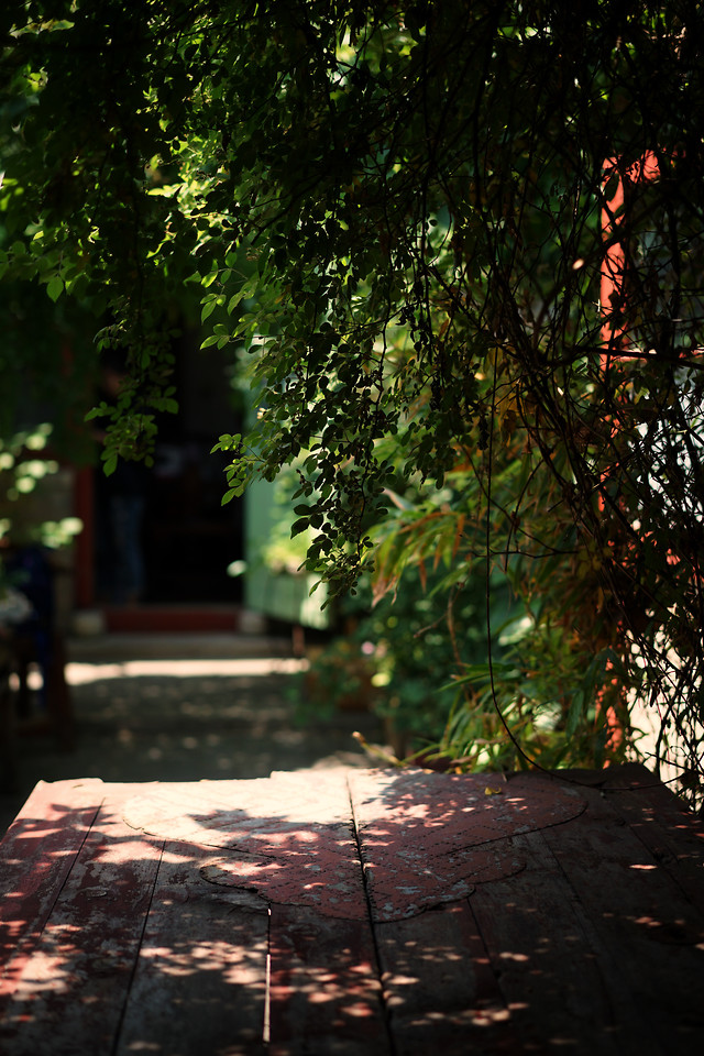 tree-no-person-leaf-wood-garden 图片素材