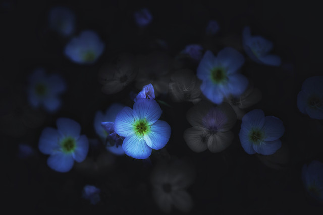 no-person-flower-blue-blur-nature 图片素材