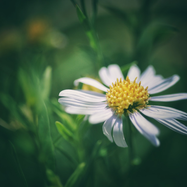 nature-no-person-flower-summer-flora 图片素材
