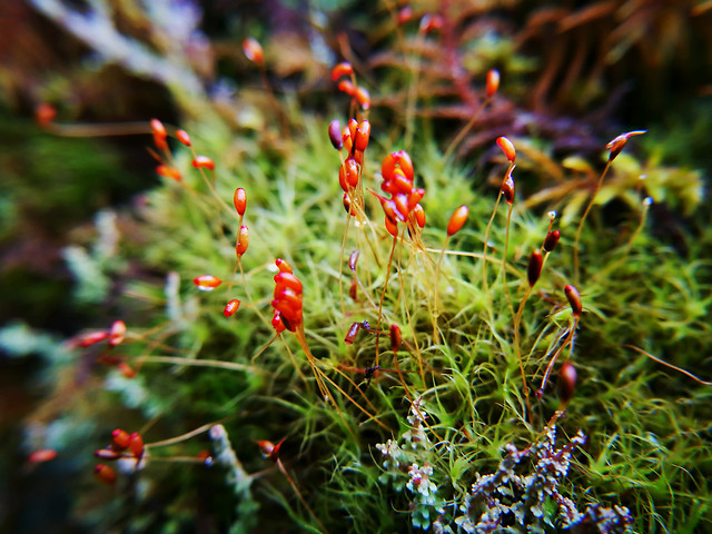 nature-garden-leaf-flower-flora 图片素材