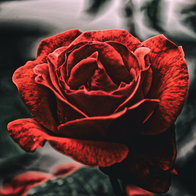 rose-flower-love-romance-no-person 图片素材