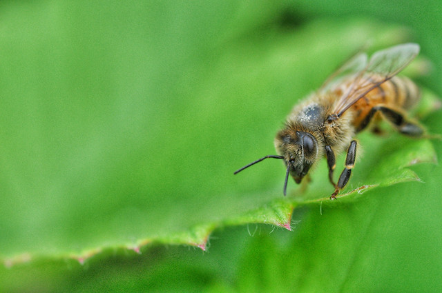 bee-nature-insect-no-person-honey-bee 图片素材