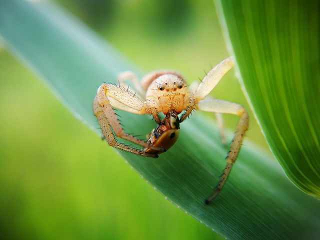 insect-spider-wildlife-animal-nature 图片素材