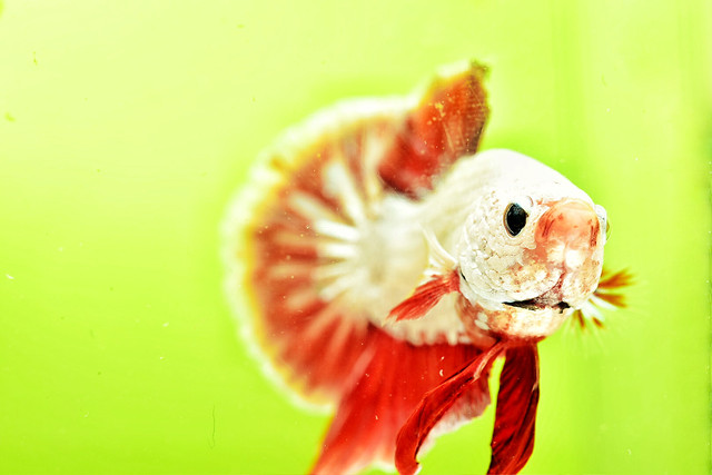 nature-food-no-person-desktop-closeup 图片素材