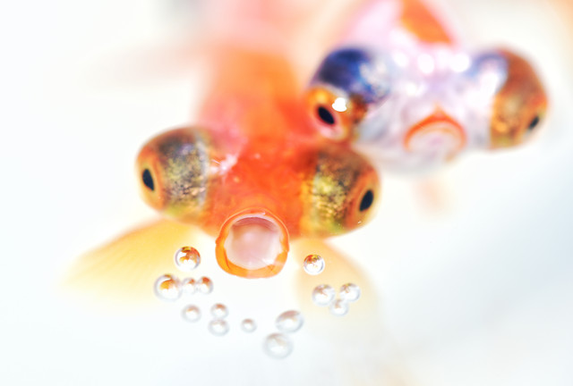 fish-desktop-no-person-nature-goldfish 图片素材