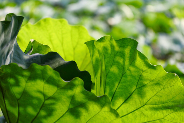 leaf-flora-nature-environment-growth 图片素材