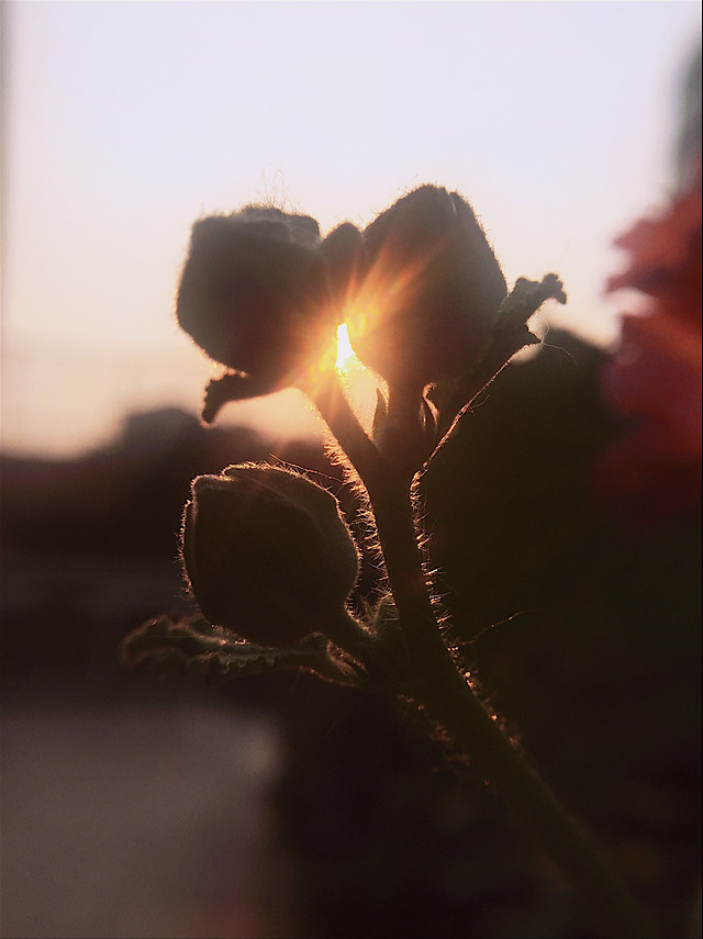 blur-flower-no-person-light-sunset 图片素材