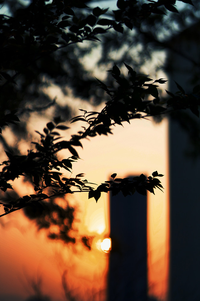 silhouette-sunset-backlit-dawn-tree picture material