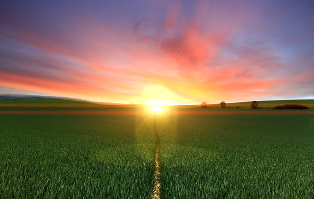 field-sunset-sun-landscape-grass 图片素材