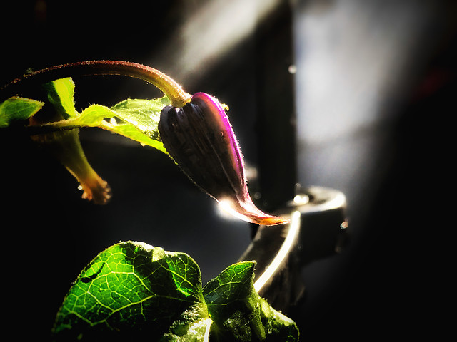 leaf-flower-nature-light-no-person picture material