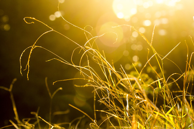 sun-nature-dawn-grass-sunset 图片素材