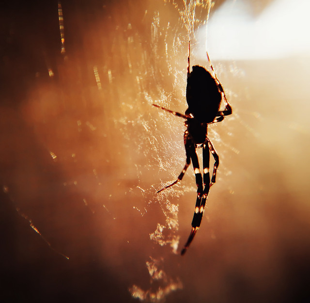 insect-spider-silhouette-sun-fly 图片素材