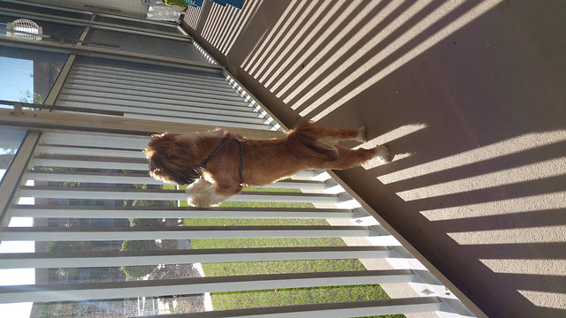 building-window-architecture-no-person-dog-like-mammal 图片素材