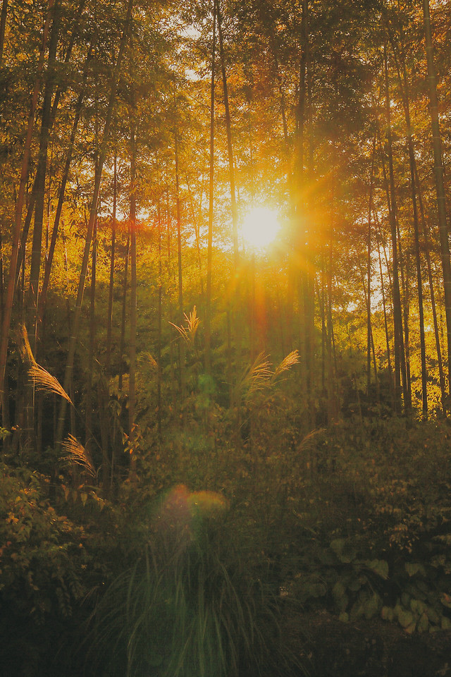 wood-tree-no-person-leaf-sun 图片素材