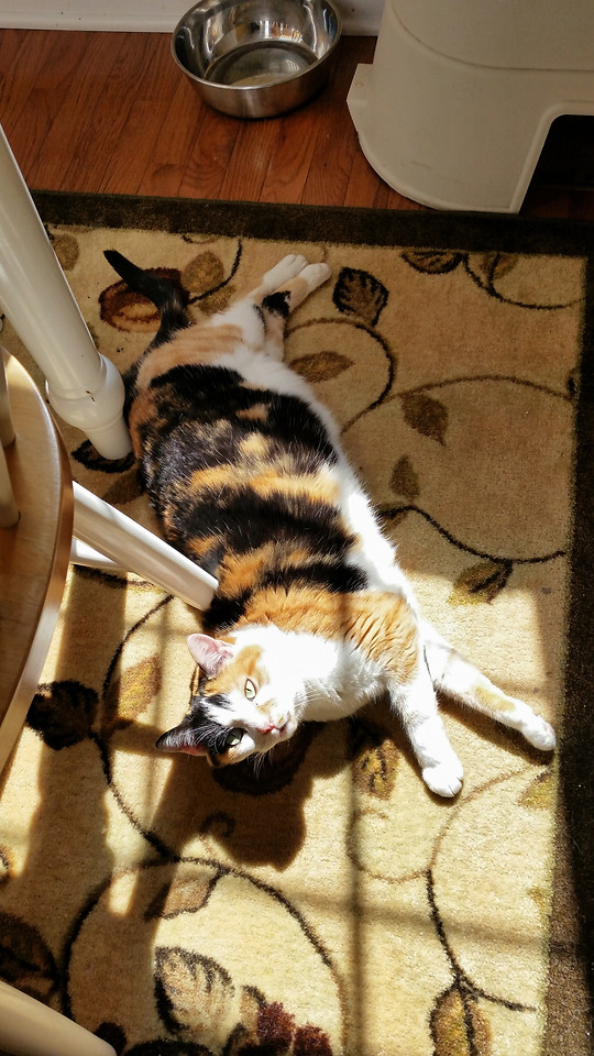 cat-mammal-pet-one-portrait 图片素材