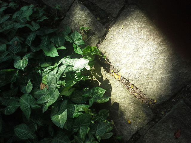 no-person-leaf-ivy-green-flower 图片素材
